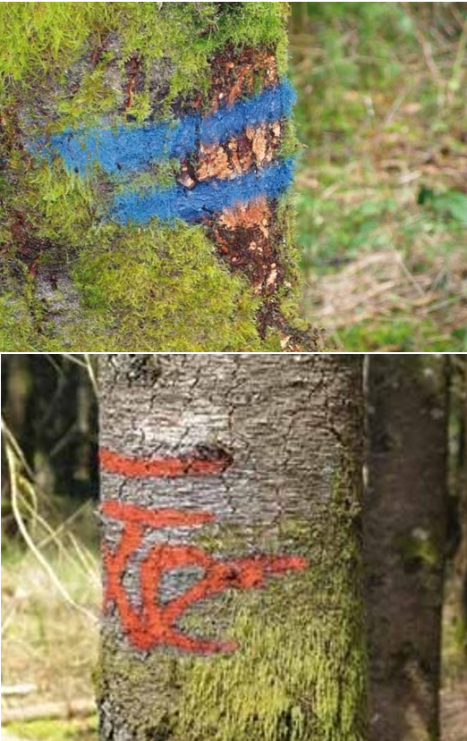 Långtidsmarkering Skog och Mark